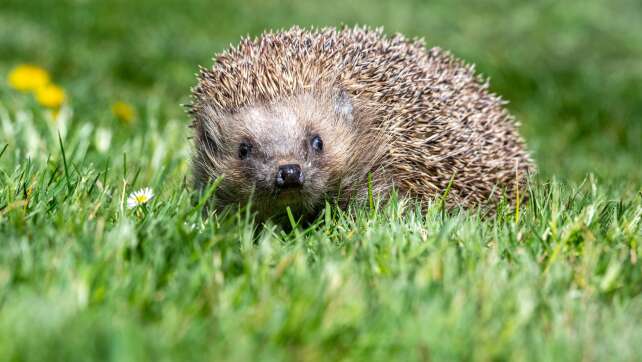 Igel bitte melden! - Paarungszeit der Stacheltiere beginnt