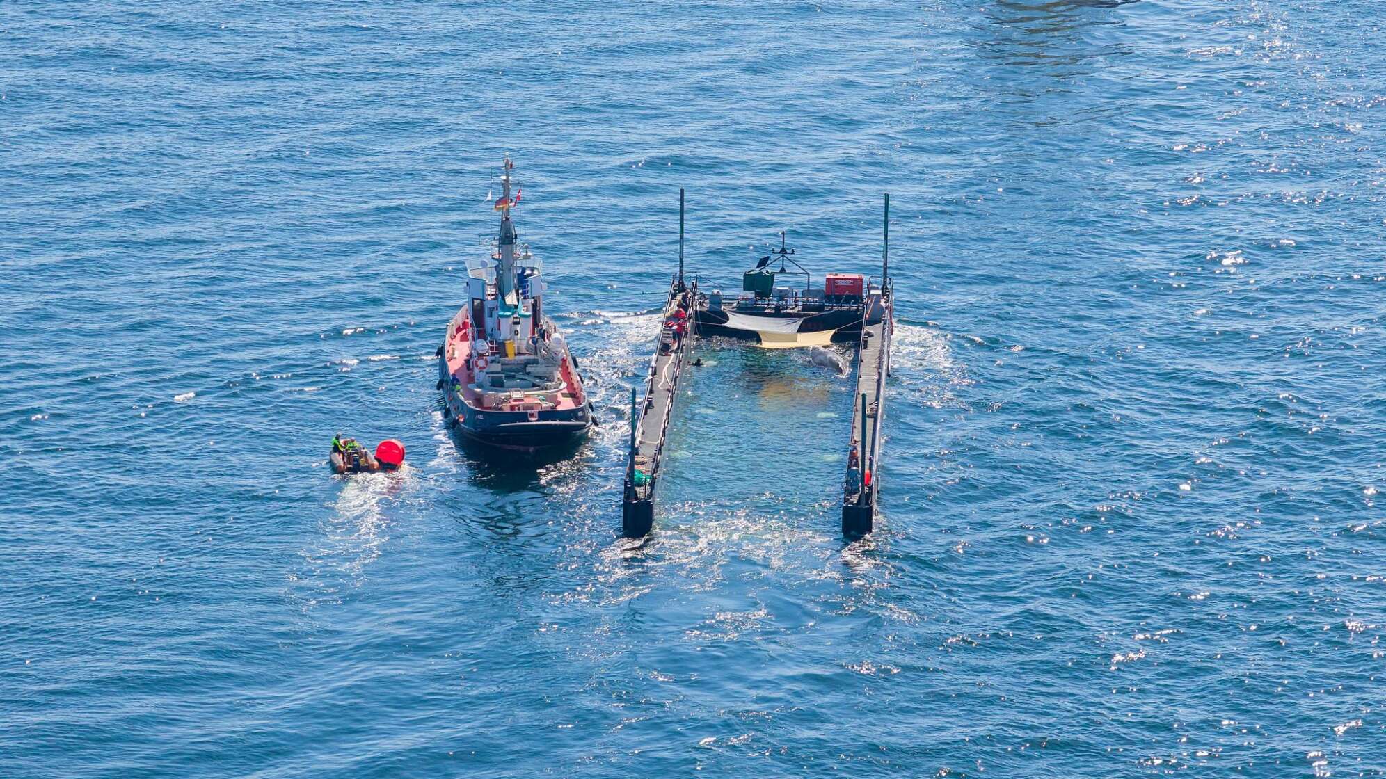 Buckelwal auf dem Weg aus der Ostsee
