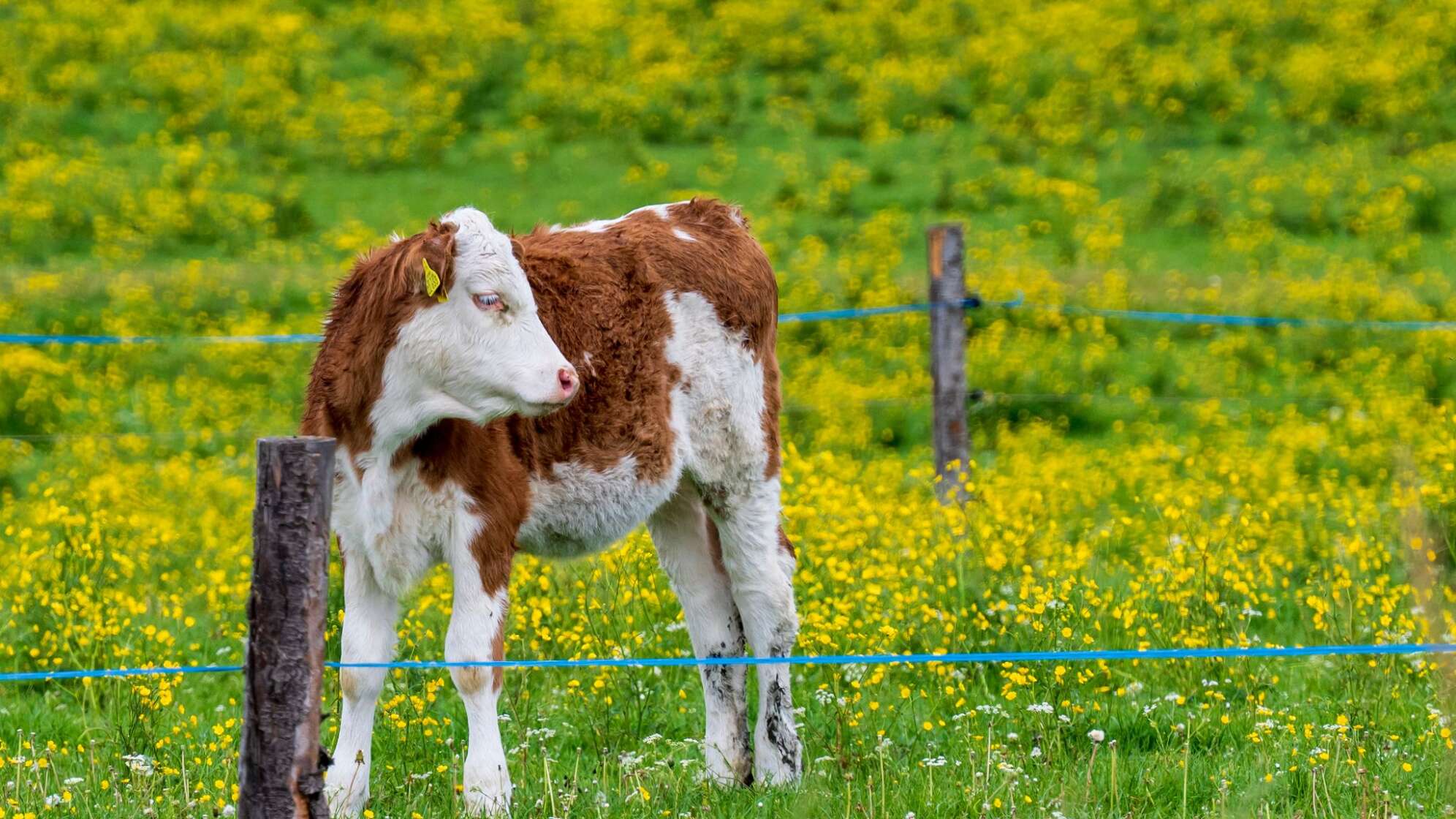 Kühe auf der Wiese