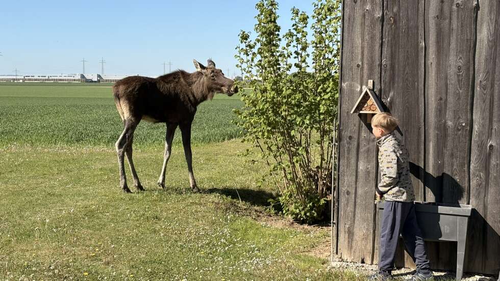 Elch in Niederbayern unterwegs: letzte Sichtungen in Otzing und bei Möding