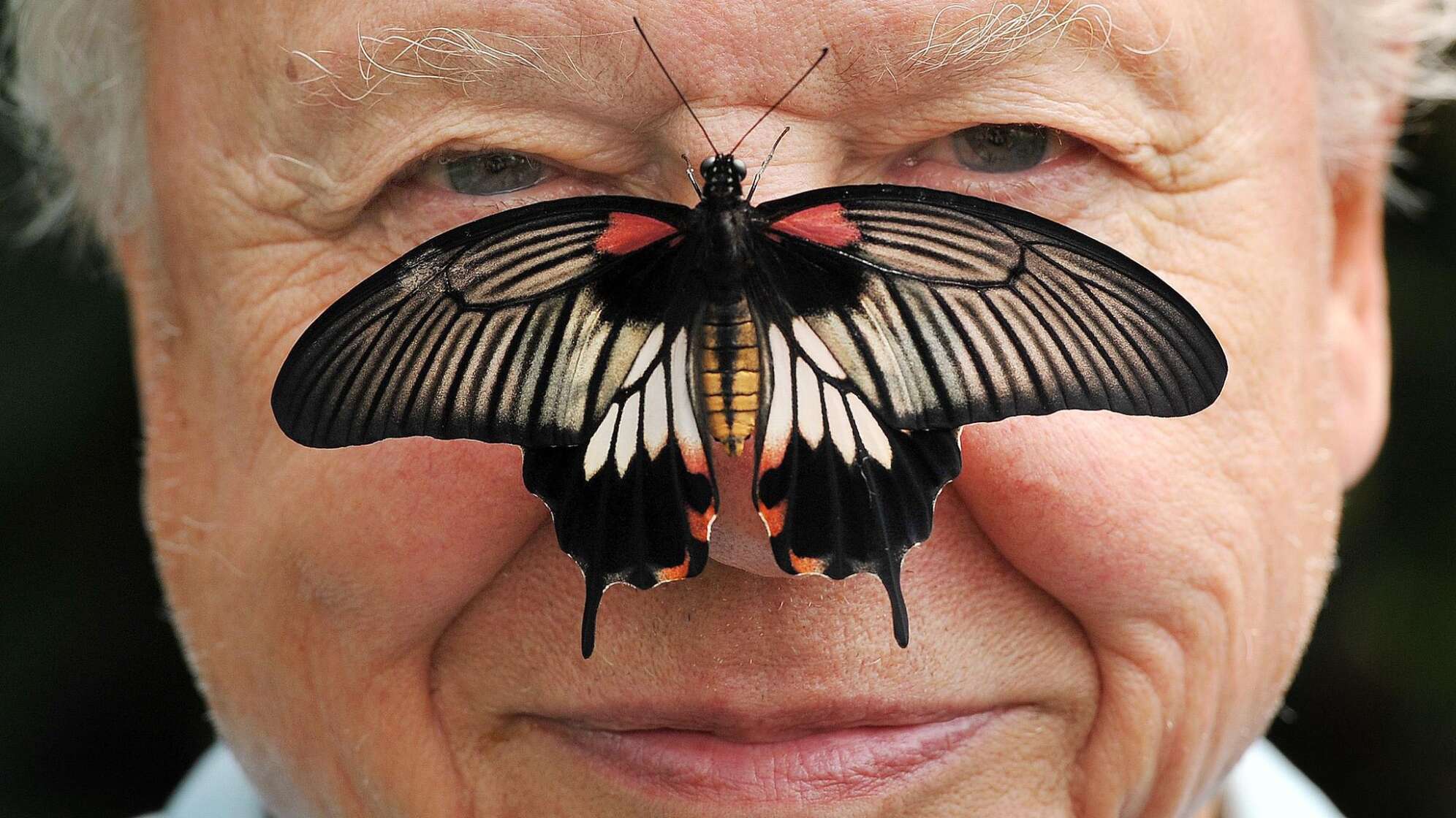 David Attenborough wird 100