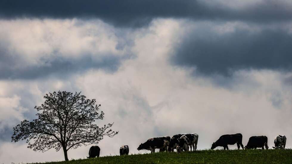 Regen und örtliche Gewitter zum Start in die neue Woche