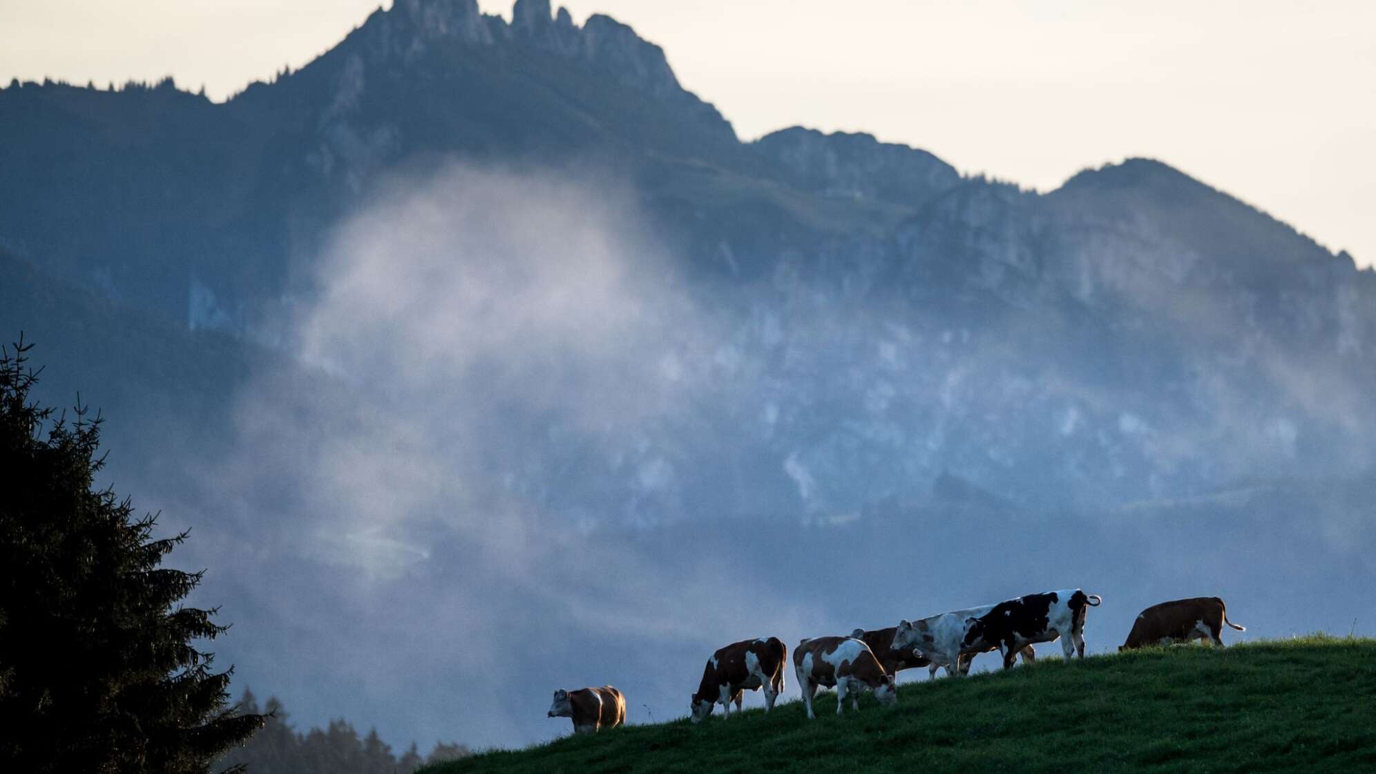 Kühe im Abendnebel