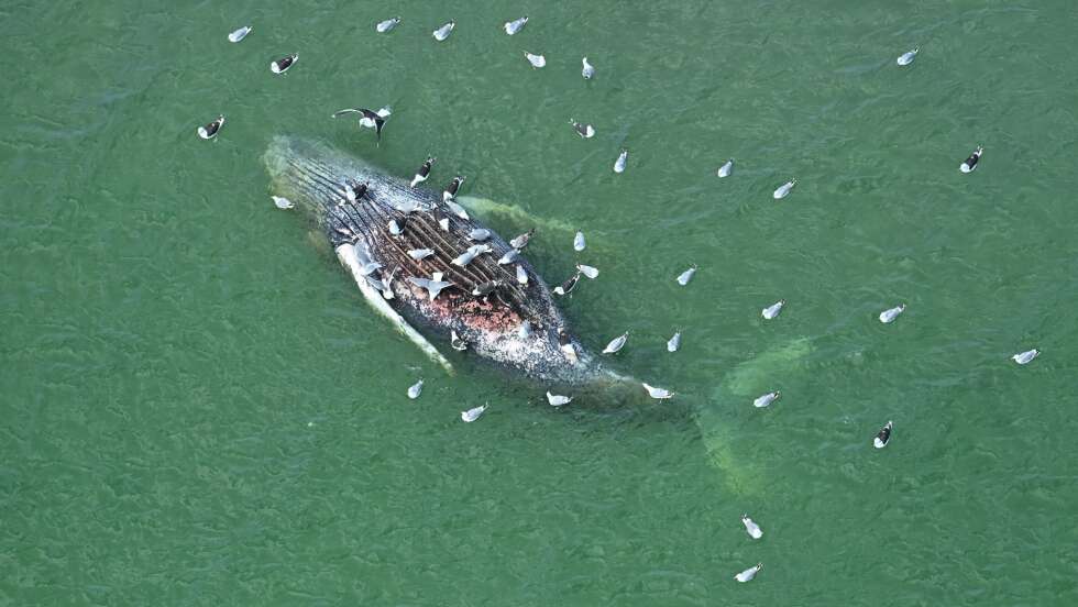 Weitere Untersuchungen an totem Wal vor Dänemark geplant