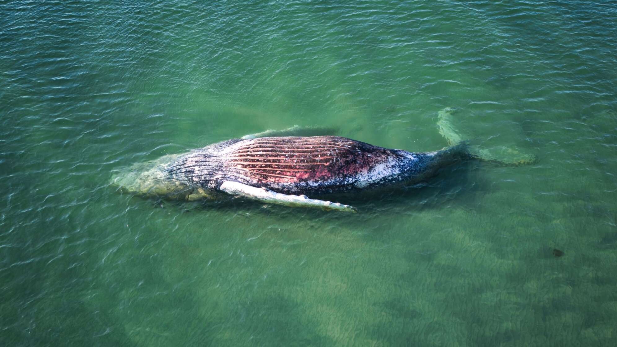 Toter Wal vor dänischer Insel Anholt entdeckt