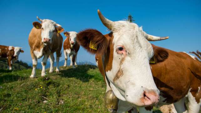 Tödliche Kuh-Attacke in Österreich