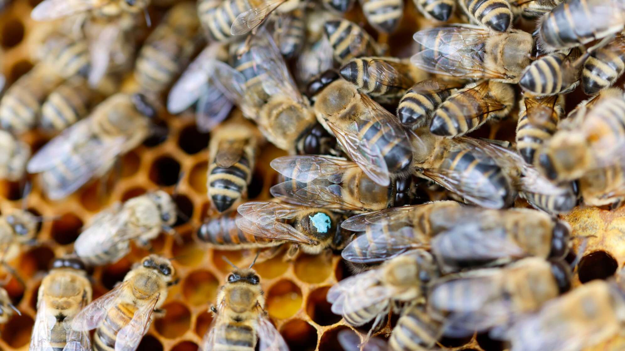 Bienenschutz in NRW