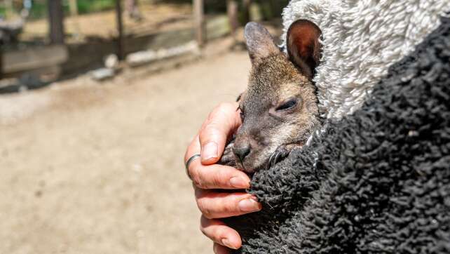 Känguru-Baby im Pulli - Tierpark-Chefin als Ersatz-Mama