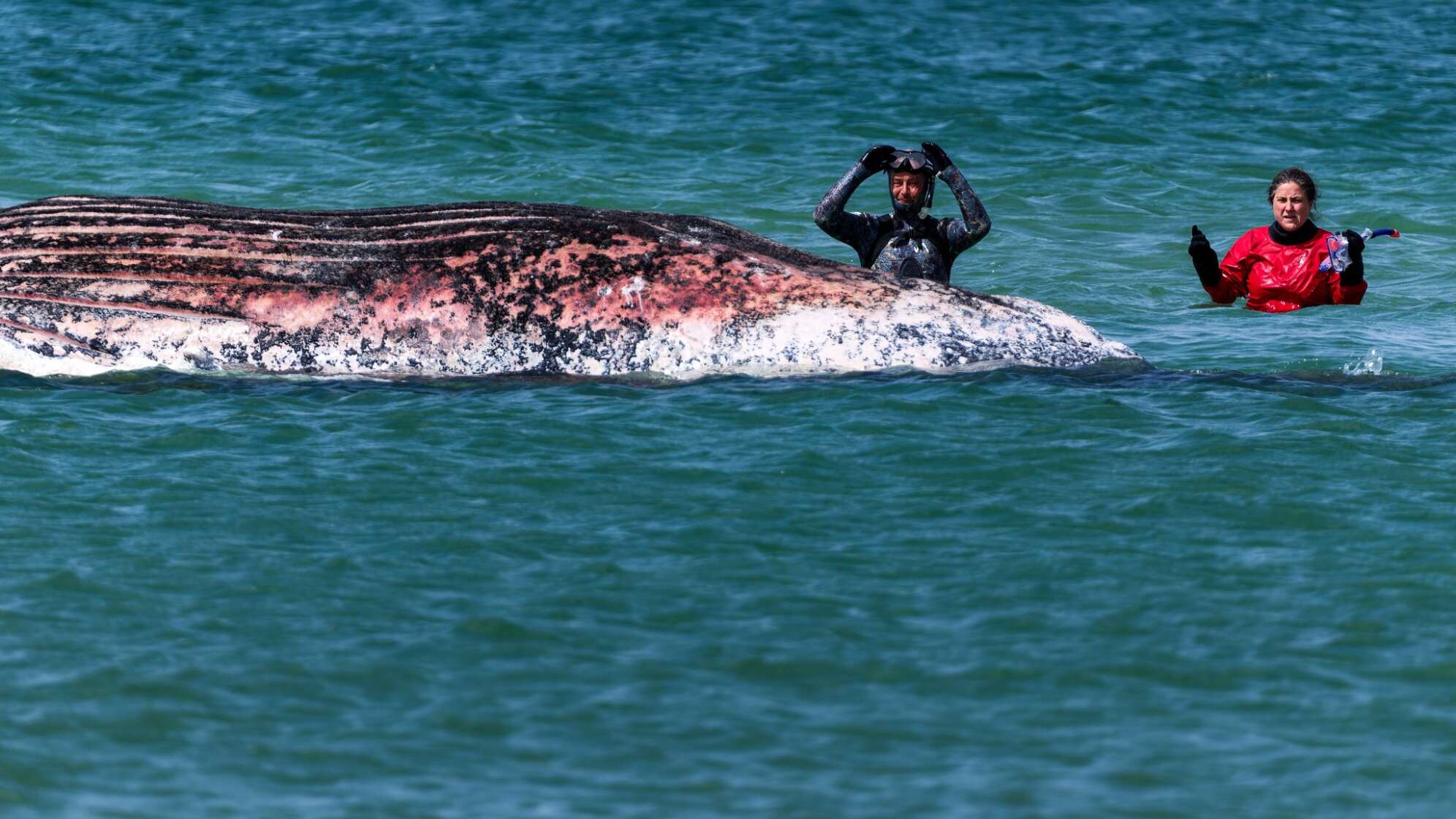 Toter Wal vor dänischer Insel Anholt entdeckt
