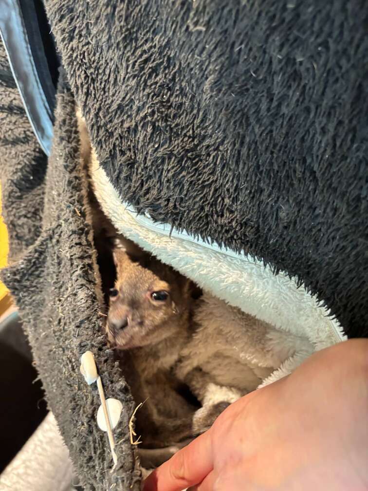Baby Känguru Elli im Vogel- und Tierpark Abensberg sitzt in einem aus einem Pullover geformten "Beutel"