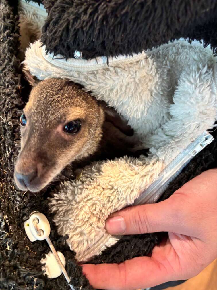 Baby Känguru Elli im Vogel- und Tierpark Abensberg sitzt in einem aus einem Pullover geformten "Beutel"