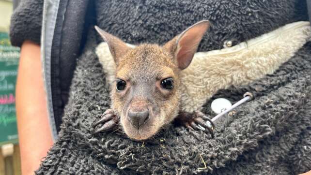 Känguru-Baby Elli in Abensberg: Tierparkchefin zieht Mini-Känguru im Pulli auf