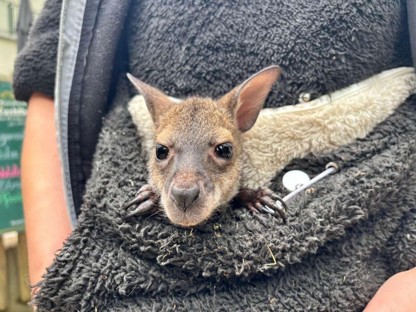 Baby Känguru Elli im Vogel- und Tierpark Abensberg sitzt in einem aus einem Pullover geformten "Beutel"