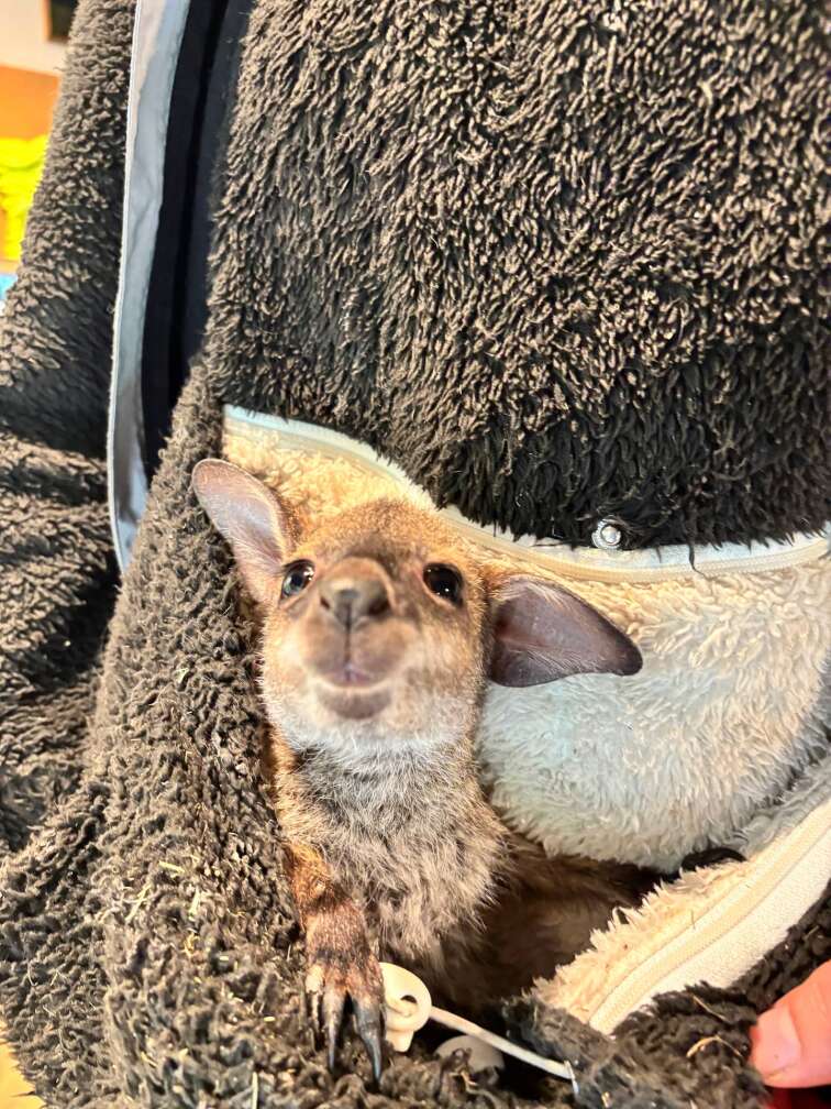 Baby Känguru Elli im Vogel- und Tierpark Abensberg sitzt in einem aus einem Pullover geformten "Beutel"