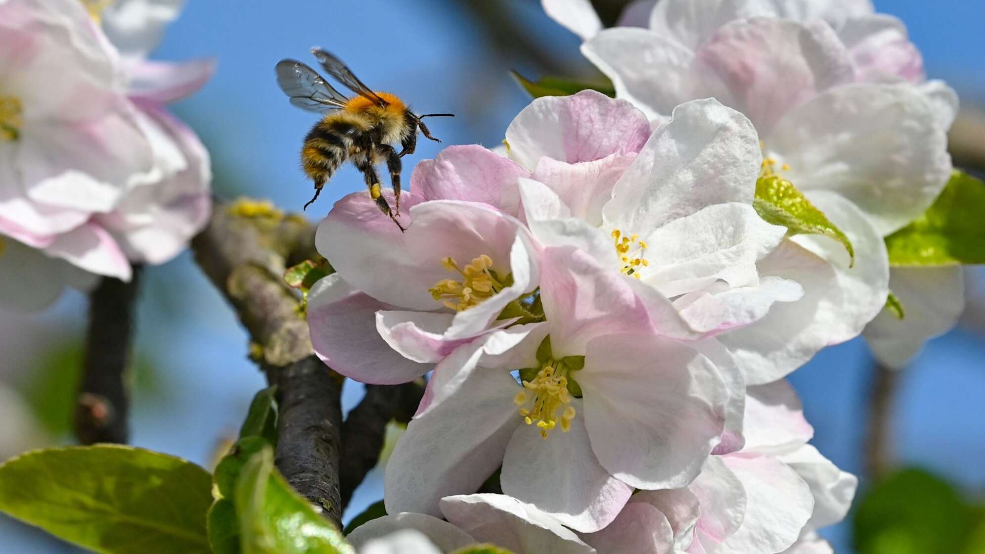 Wildbienen