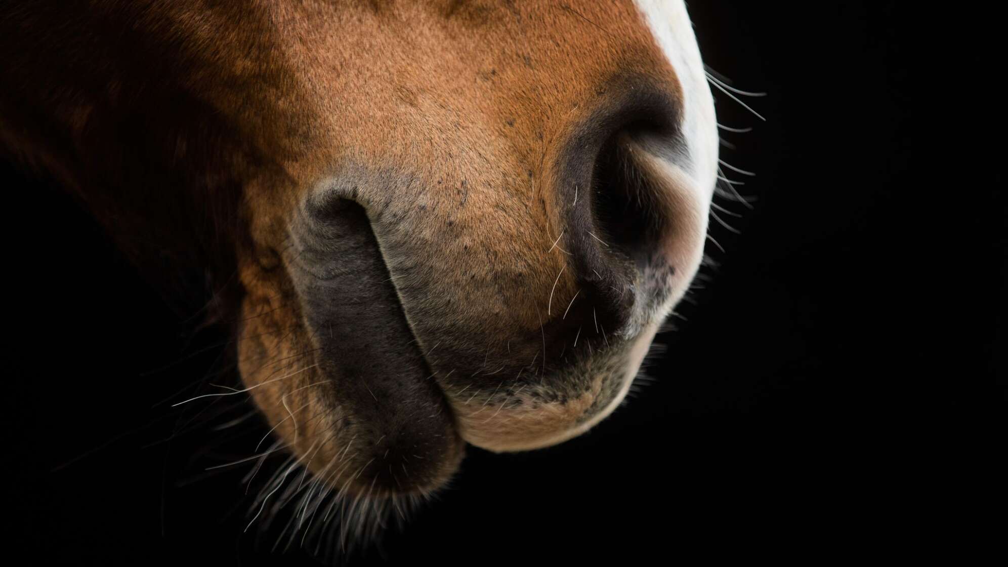 Pferd