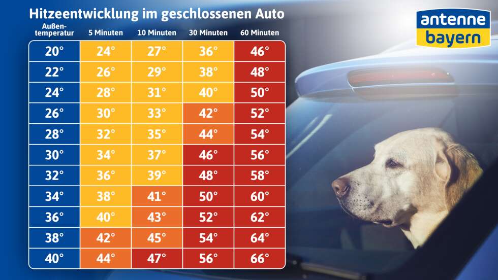Zwei Hunde aus überhitztem Auto in Füssen gerettet