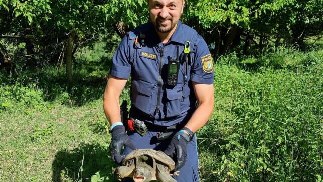 Schnappschildkröte auf Fahrradweg entdeckt