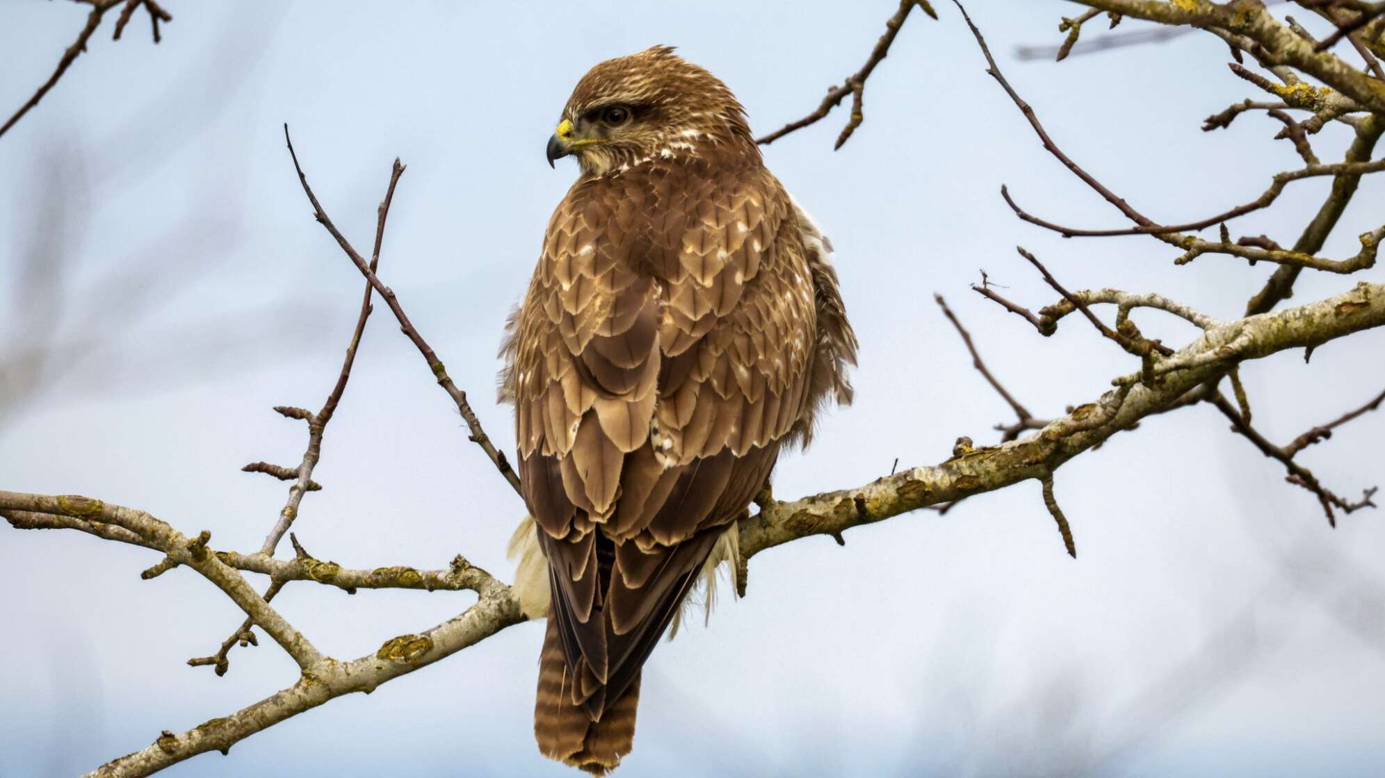 Mäusebussard