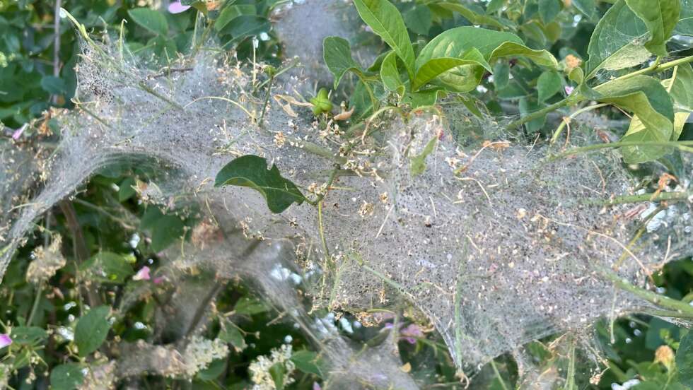 Gespinstmotten in Bayern: Warum eingesponnene Sträucher und Bäume aktuell kein Grund zur Sorge sind