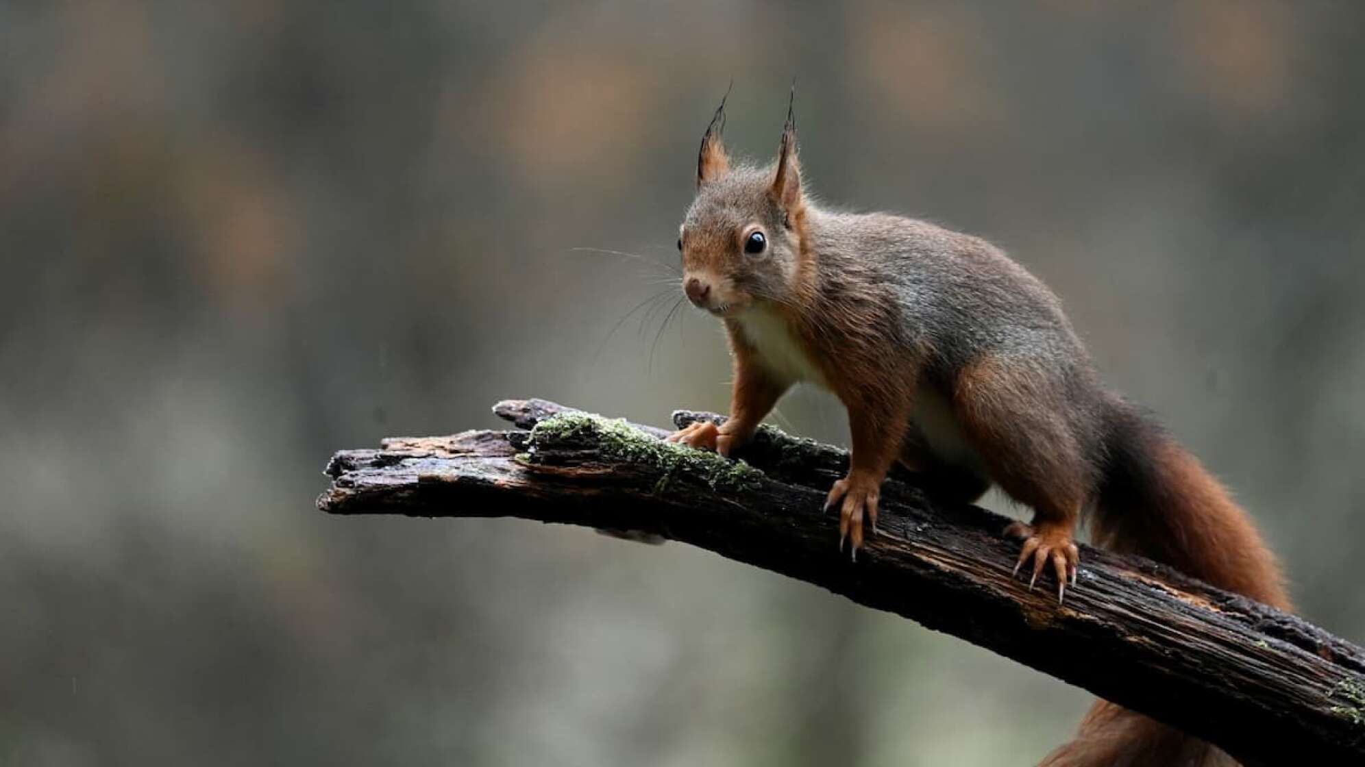 Ein Eichhörnchen auf einem Ast