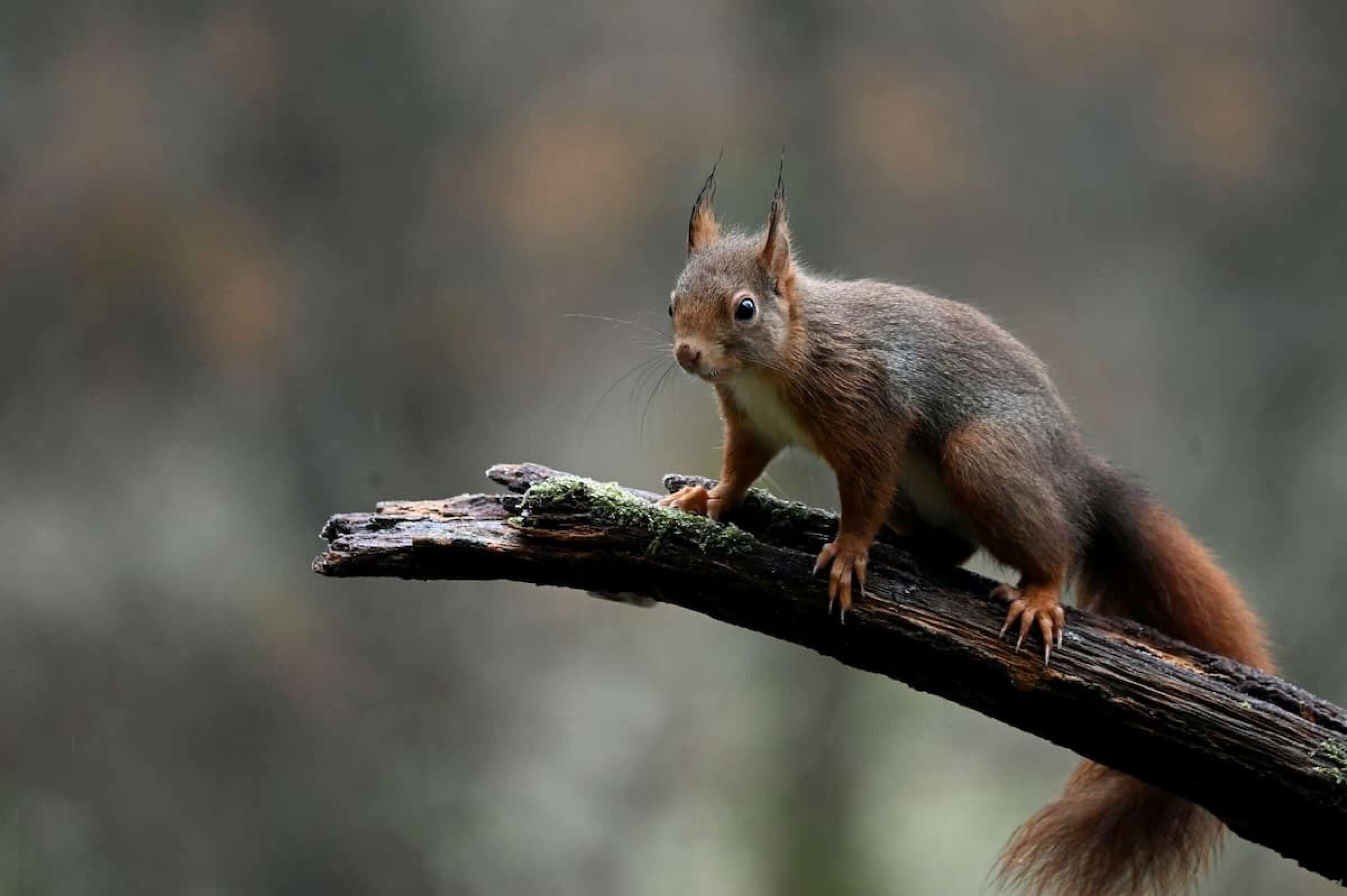 Ein Eichhörnchen auf einem Ast