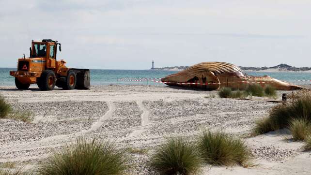 Metallplatten am Wal - Vorbereitung der Obduktion am Strand