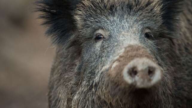 Wildschwein verletzt Frau in Nürnberg - und flüchtet