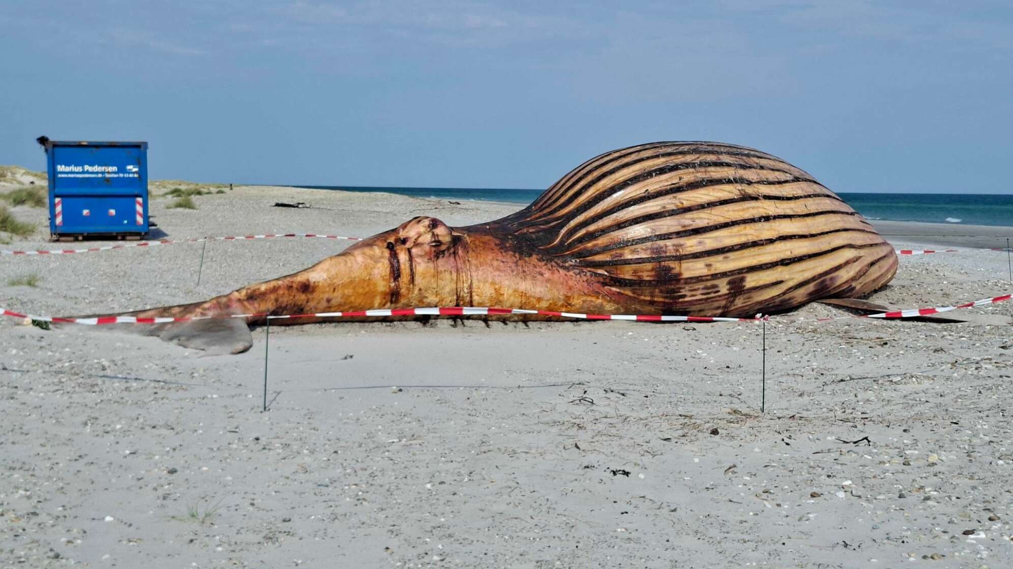 Weitere Entwicklung zum Buckelwal in der Ostsee