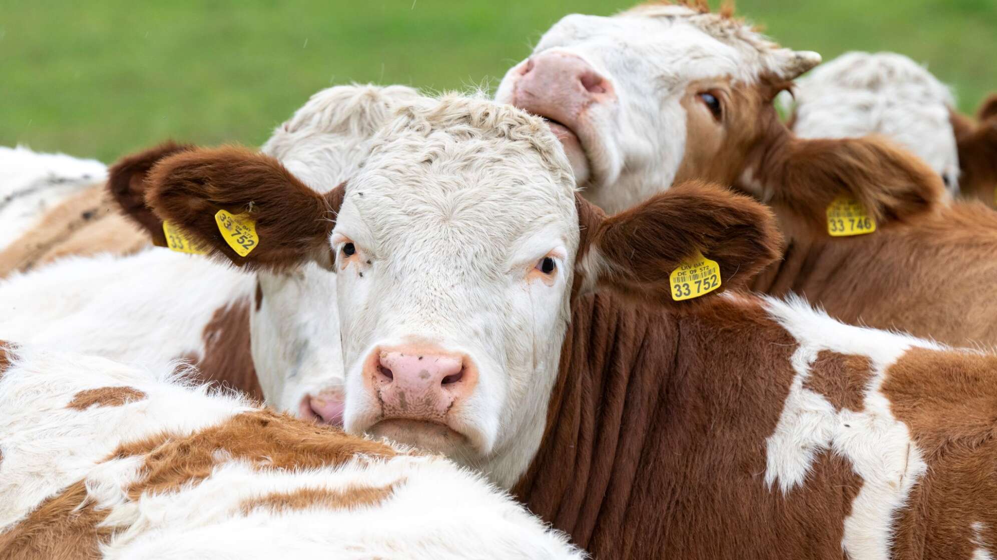 Symbolfoto Kühe