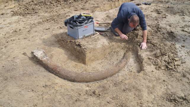 Schnittspur am Knochen: Steinzeitmenschen verzehrten Mammut