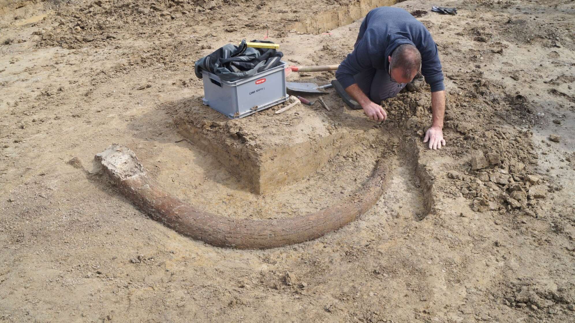 Stoßzahn eines Mammuts
