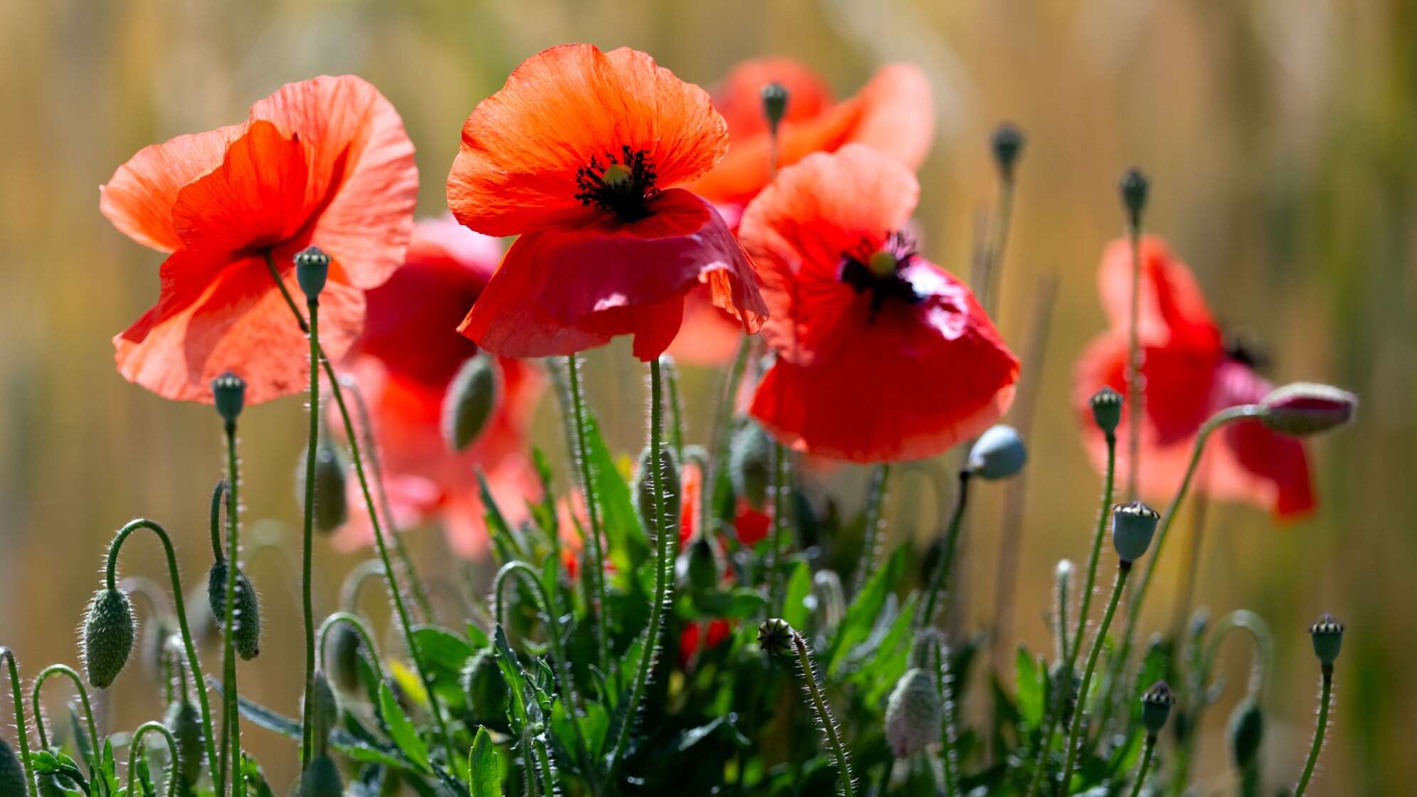 Mohnblumen in einem Feld