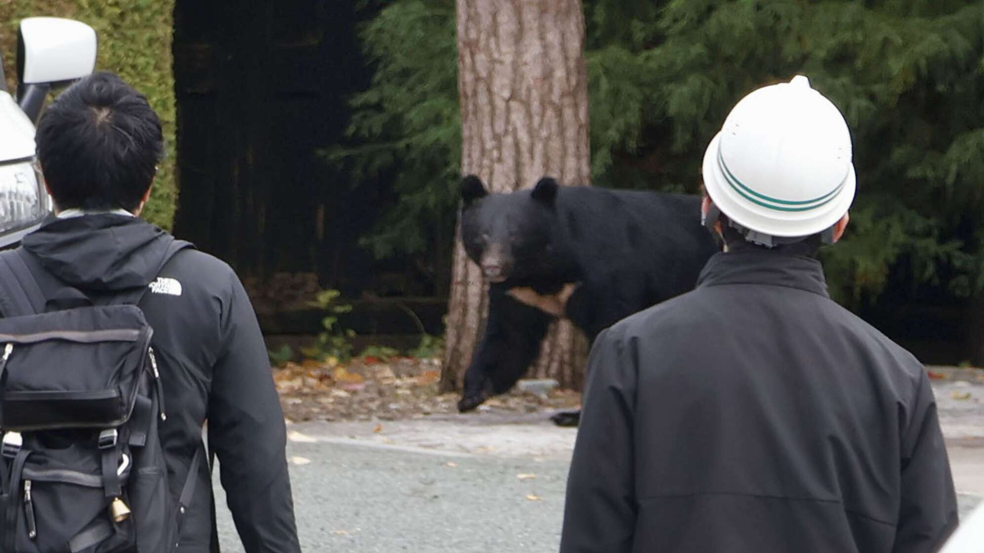 Bären in Japan