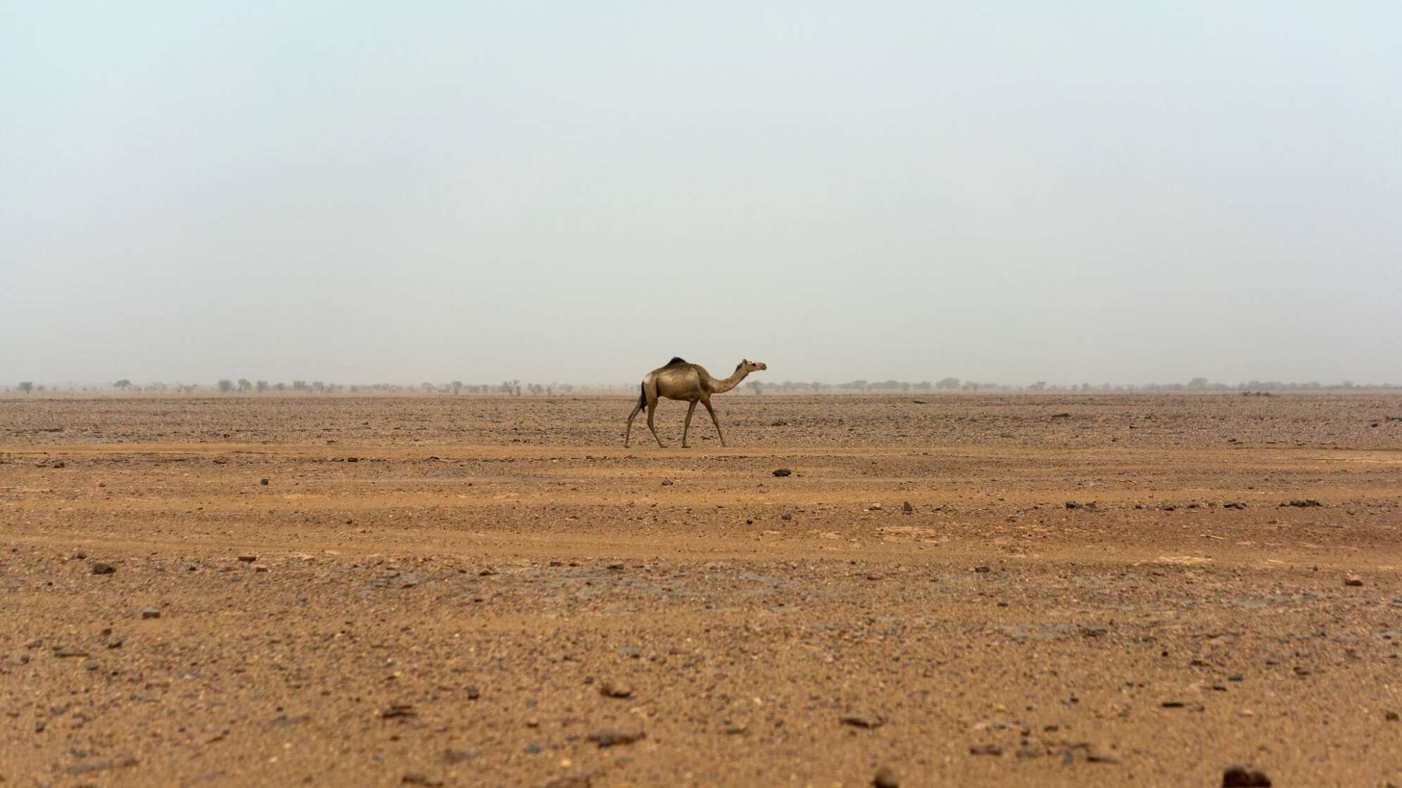Sahara im Niger