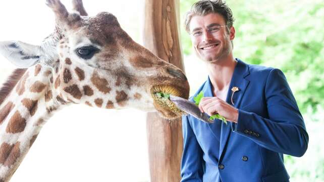 Begegnung auf Augenhöhe: Model Linus trifft Giraffe Linus