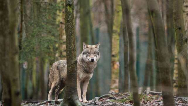 Alpsaison startet mit gemischten Gefühlen