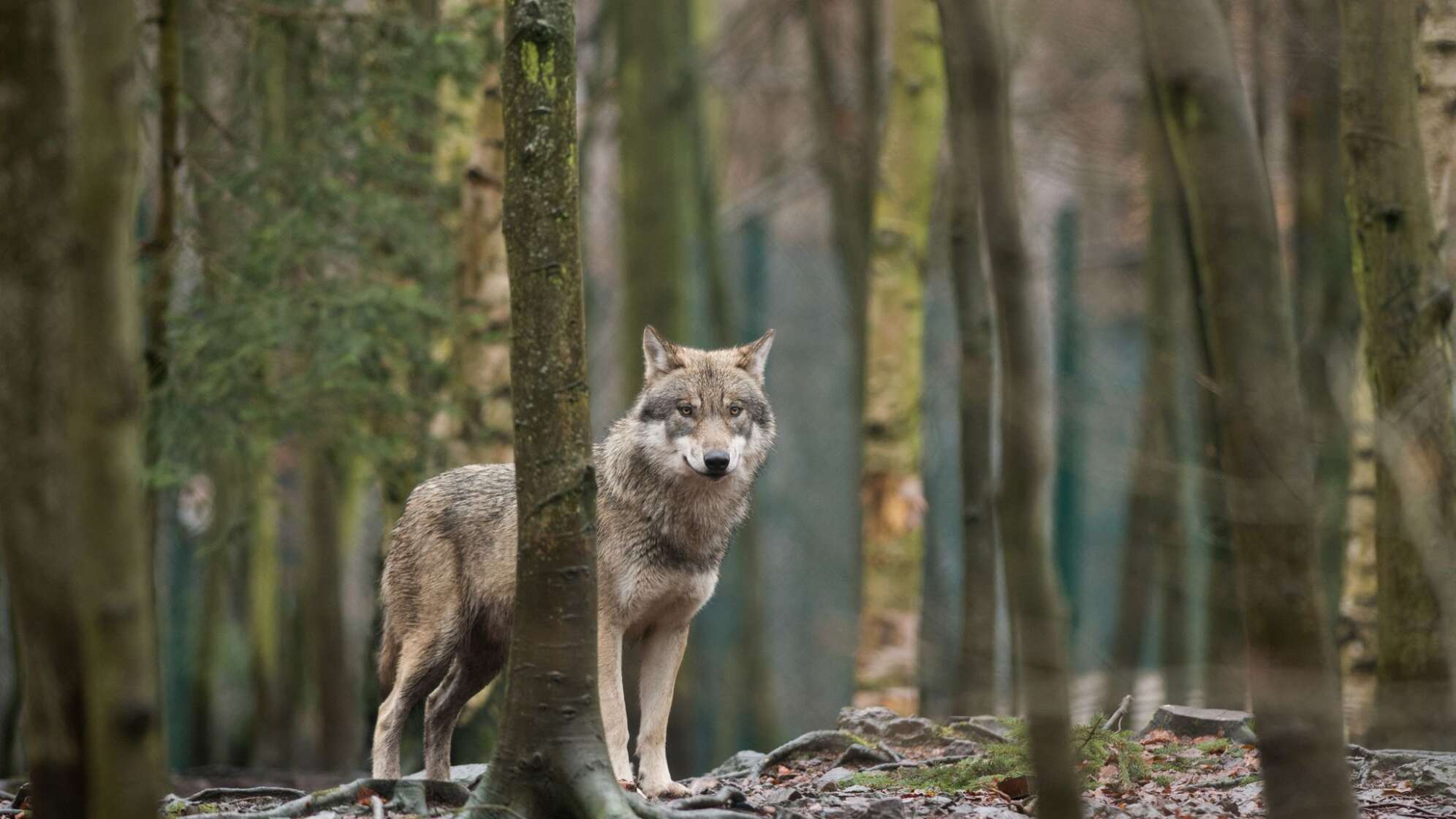 Wölfe bereiten den bayerischen Älplern Sorgen.