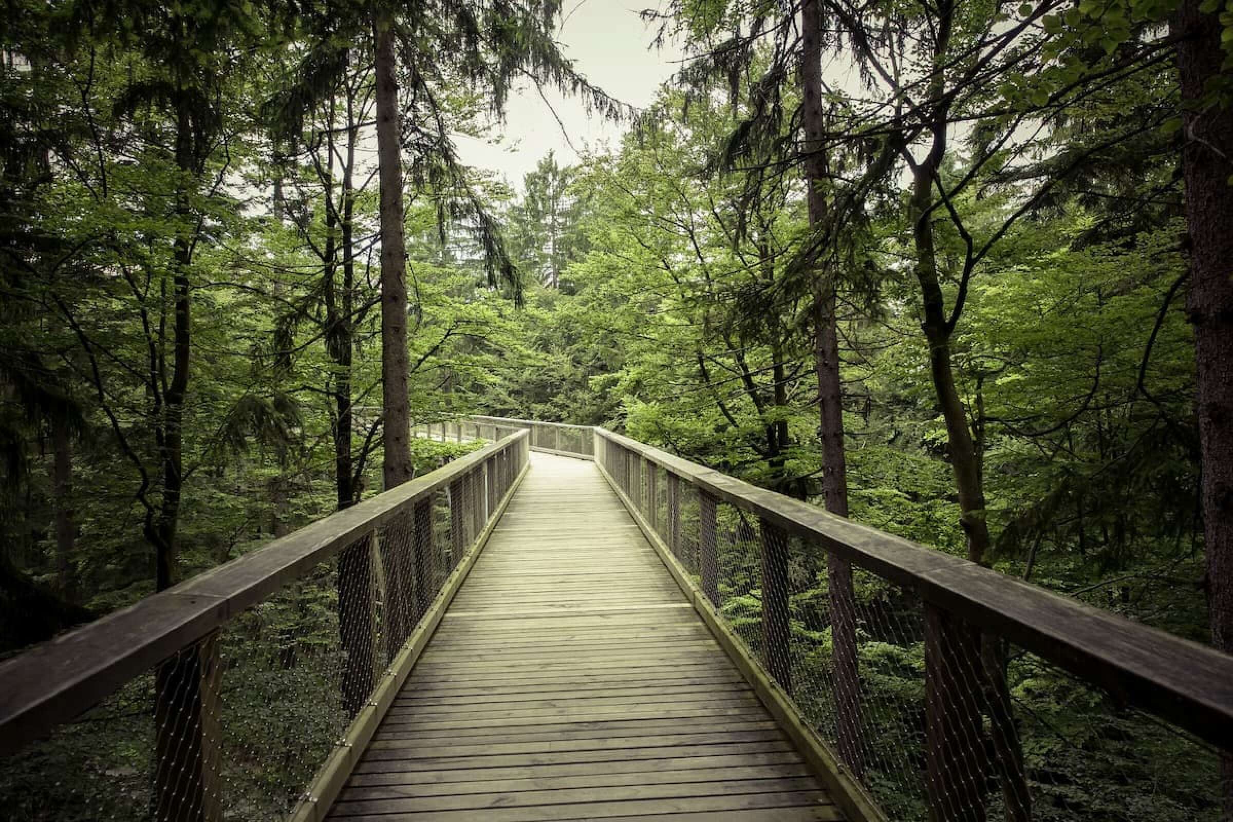 Fußweg im Baumwipfelpfad