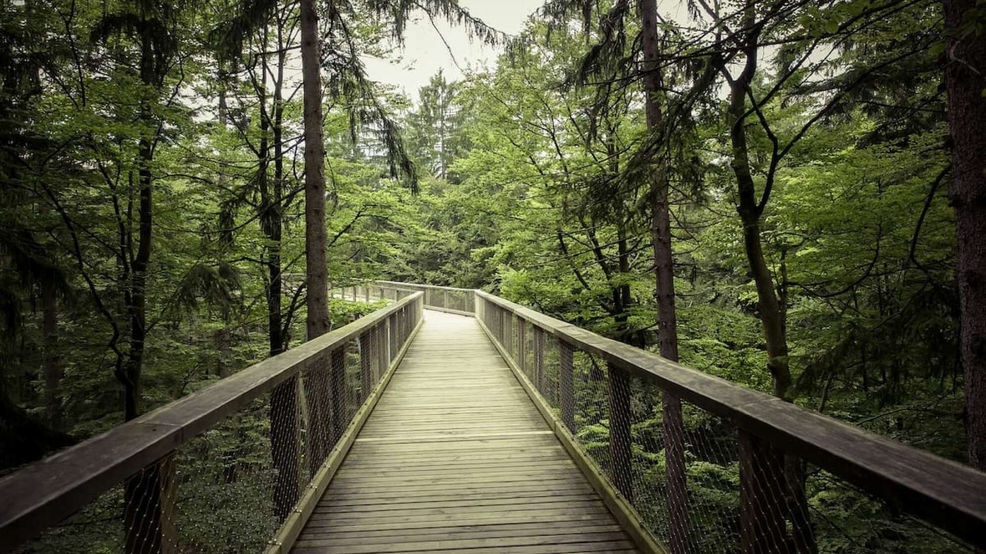 Fußweg im Baumwipfelpfad