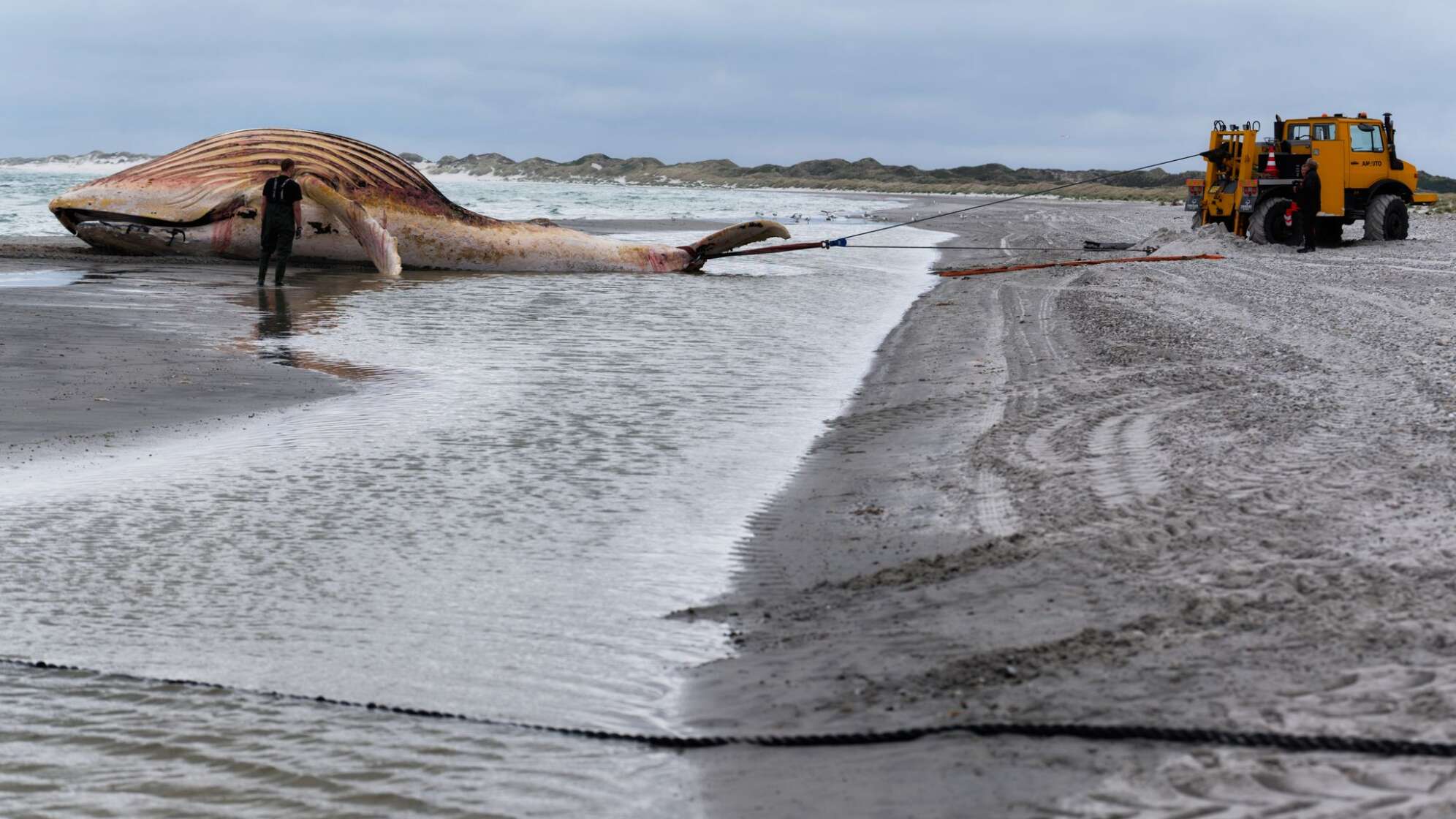 Toter Wal vor dänischer Insel Anholt