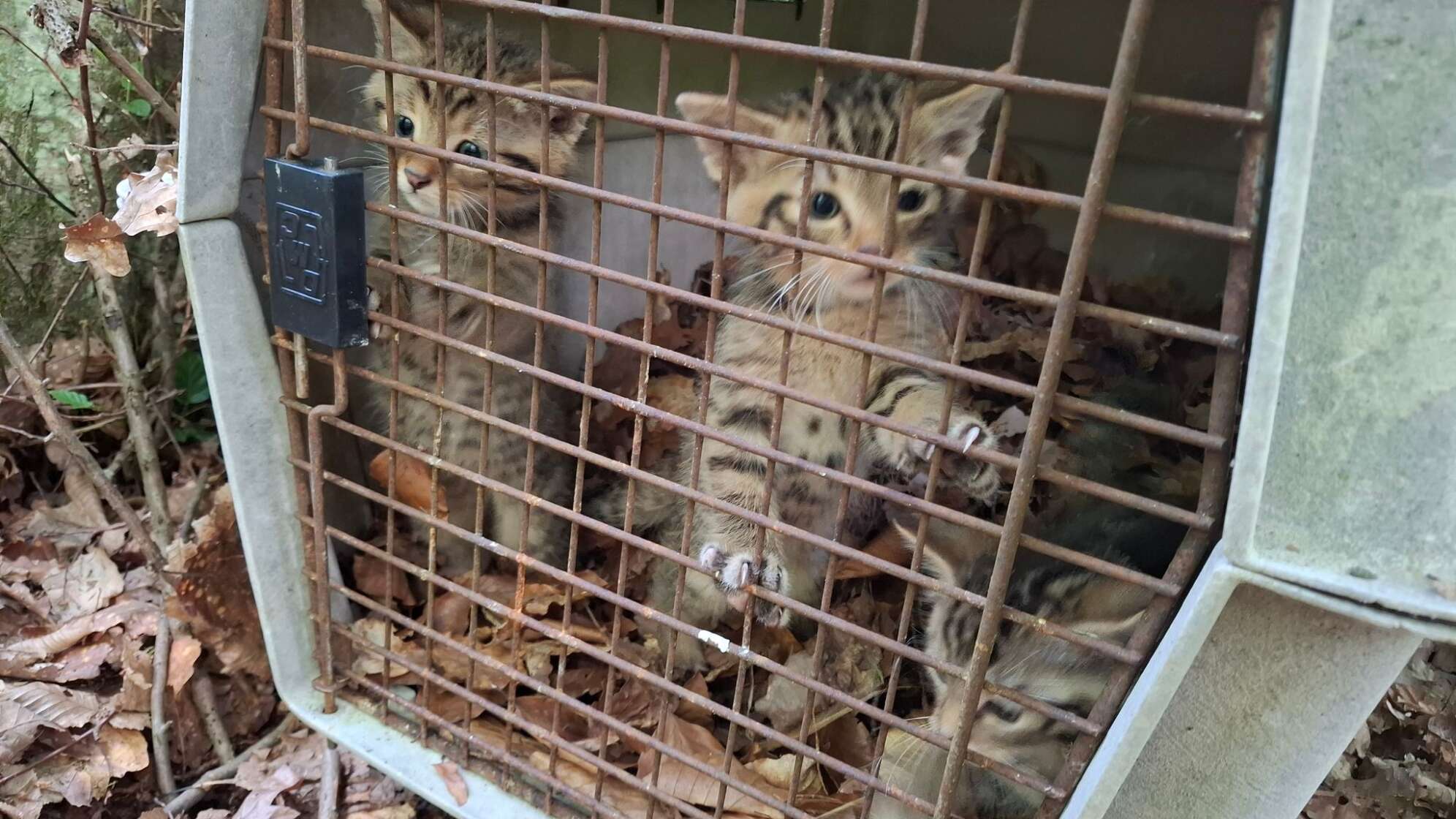 Versehentlich mitgenommene Wildkatzen wieder freigelassen