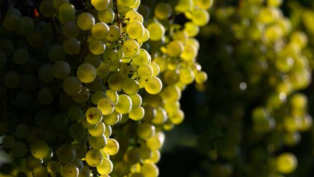 Winzer produzieren 2025 mehr Wein