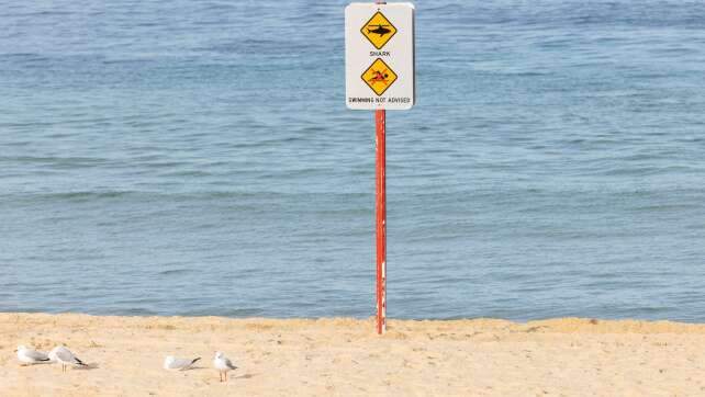 Zwischen Angst und Artenschutz: Australiens Hai-Dilemma
