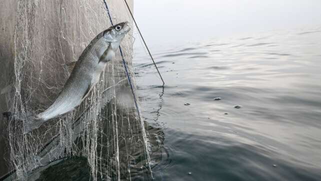 Dieser Bodensee-Fisch könnte wieder auf dem Teller landen