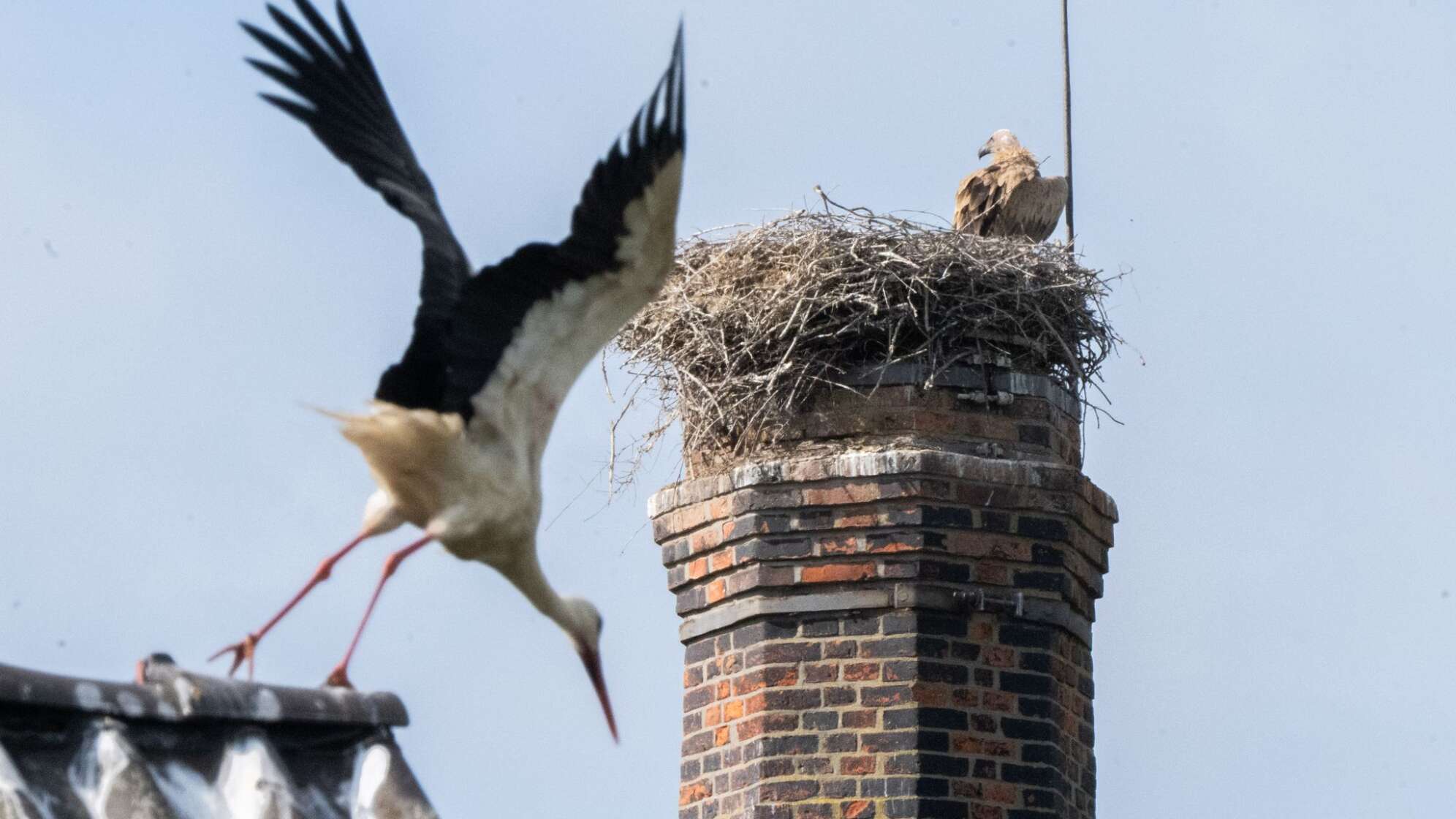 Gänsegeier in Algermissen tötet erneut Jungstörche