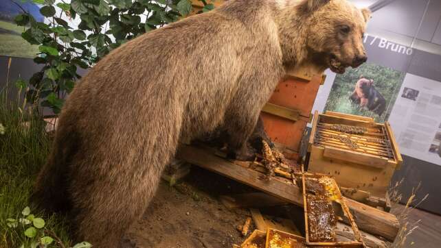 Braunbär Bruno im Museum: Freiheitssymbol und Schaustück