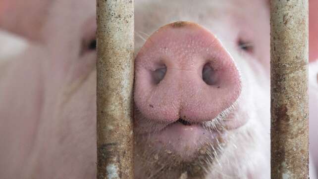 Schweinebestand in Bayern steigt