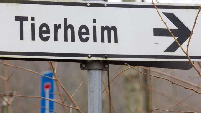 Besitzer will Hund loswerden und wird von Tierheim entlarvt