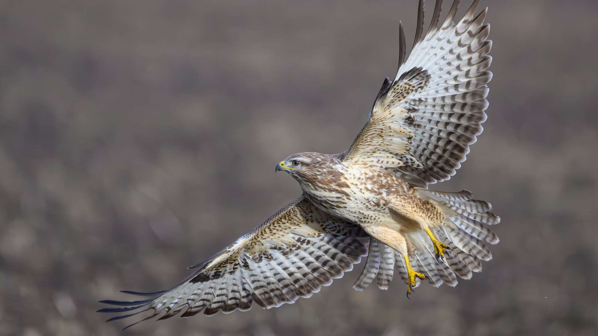 Mäusebussard
